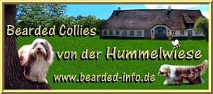 Bearded Collie Zeichnung