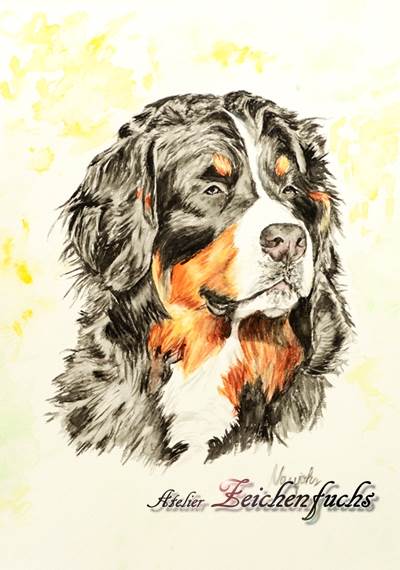 Aquarell eines Berner Sennenhundes