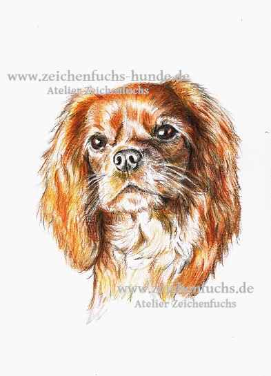 Aquarell eines Cavalier King Charles Spaniel