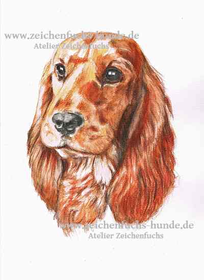 Aquarell eines English Cocker Spaniels