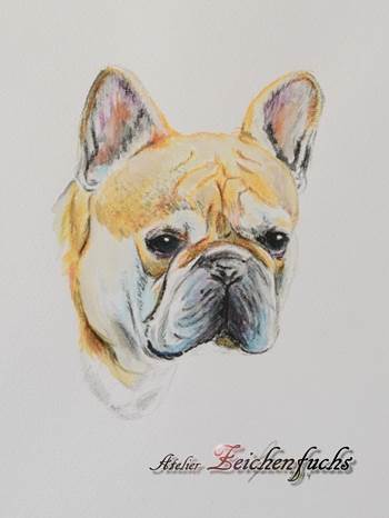 Aquarell einer Französischen Bulldogge