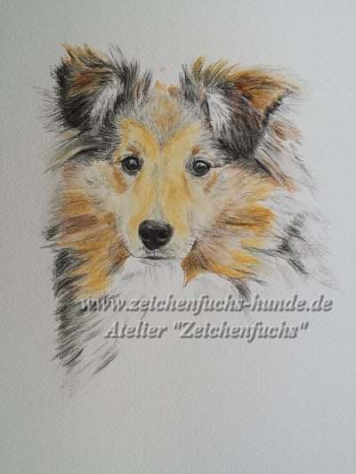Aquarell eines Shetland Sheepdogs