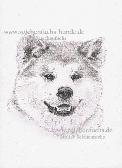 Bleistiftzeichnung eines Akitas