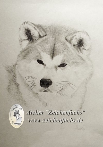Bleistiftzeichnung eines Akitas