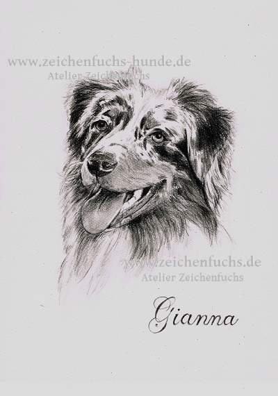 Bleistiftzeichnung des Australian Shepherds Gianna