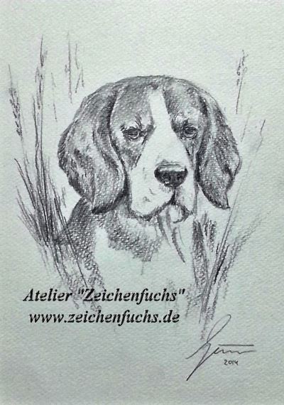 Bleistiftzeichnung eines Beagles