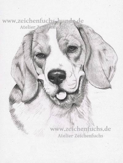 Bleistiftzeichnung eines Beagles