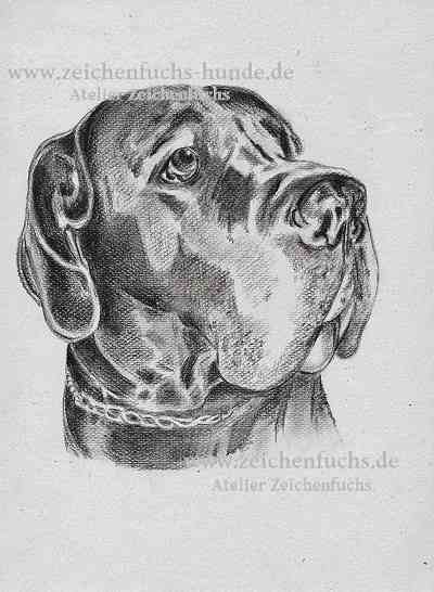 Bleistiftzeichnung einer Deutschen Dogge