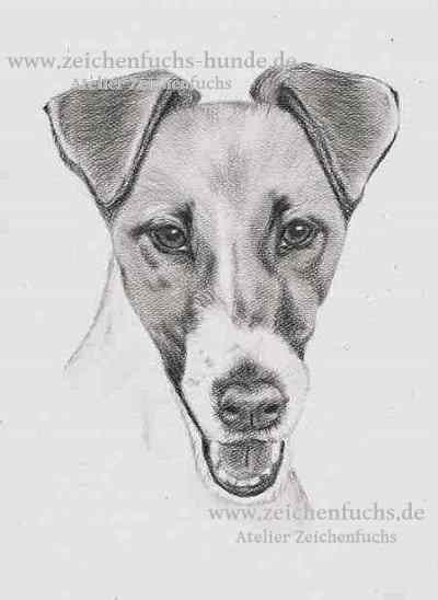 Bleistiftzeichnung eines Foxterriers