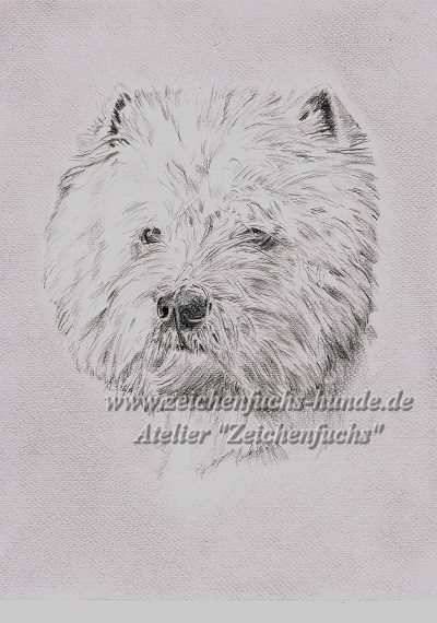 Bleistiftzeichnung eines West Highland White Terriers