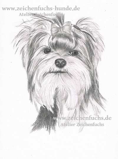 Bleistiftzeichnung eines Yorkshire Terriers