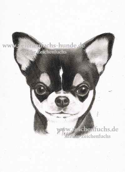 Kohlezeichnung eines Chihuahuas