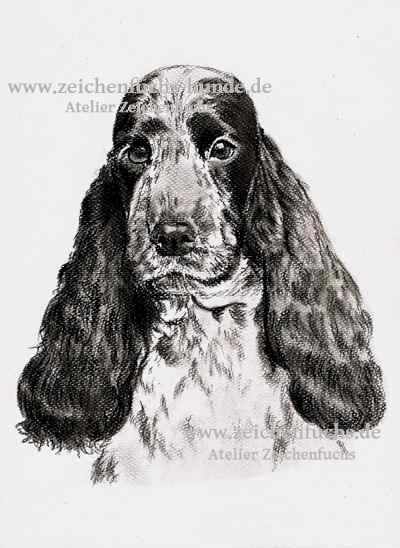 Kohleportrait eines English Cocker Spaniels