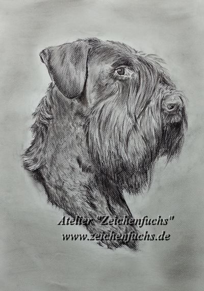 Kohlezeichnung||Hundezeichnung