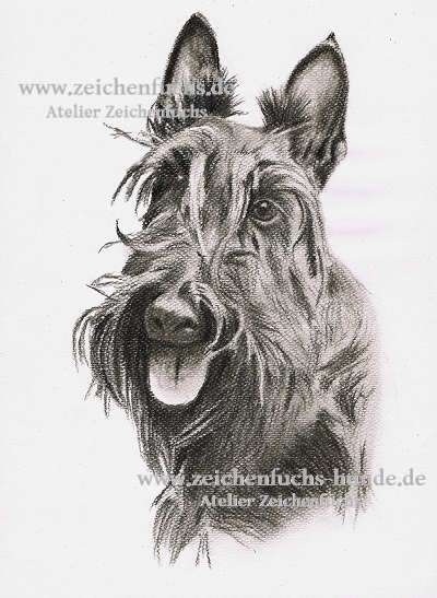 Kohlezeichnung vom Scottish_Terrier