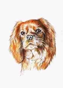 Aquarellportrait von einem Cavalier King Charles Spaniel