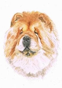 Aquarell eines Chow-Chow