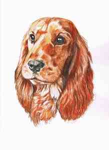 English Cocker Spaniel - Aquarellportrait