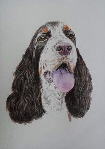 Aquarell English Springer Spaniel