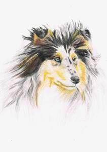 Aquarell eines Langhaarcollies