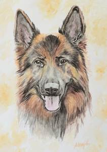 Deutscher Schäferhund - Aquarell