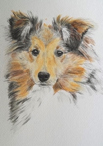 Aquarell eines Shetland Sheepdogs