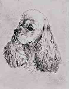 Bleistiftportrait American Cocker Spaniel