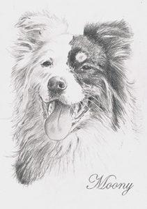 Bleistiftportrait eines Australian Shepherds