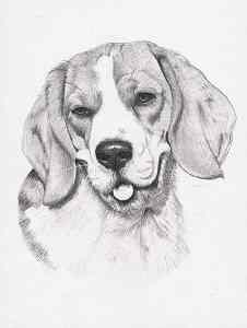 Bleistiftportrait von einem Beagle