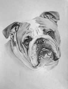 Englische Bulldogge - Bleistiftportrait