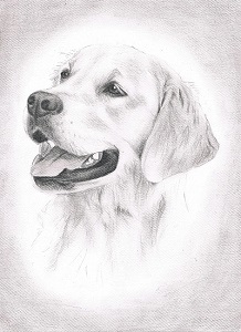 Golden Retriever Bleistiftportrait