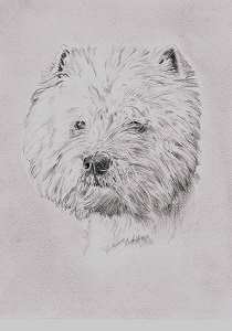 Bleistiftzeichnung West Highland White Terrier