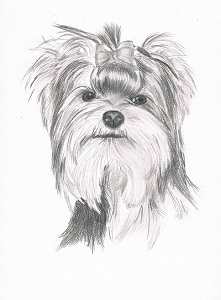 Bleistiftzeichnung eines Yorkshire Terriers